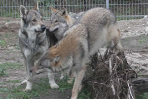 Die Wölfe sind inzwischen älter geworden - hier mit Wolfhund Bodo †