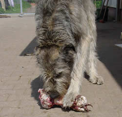 Auch Irische Wolfshunde mögen Knochen